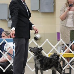 Mudis and Toy Fox Terriers from JANUS Mudis & Toy Fox Terriers