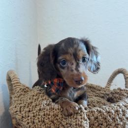 Brody - Dapple male Dachshund puppy in North Fort Myers, Florida from Trust Fund Devil Kennel