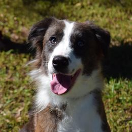 Chirp - Border Collie