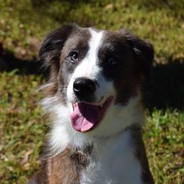 Chirp - Border Collie