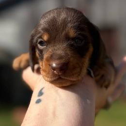 Cadbury - Chocolate and tan male Dachshund puppy in London, Kentucky from Steele Half Acre Homestead
