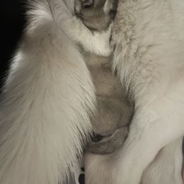 Siberian Husky Puppies from Vixen Siberians