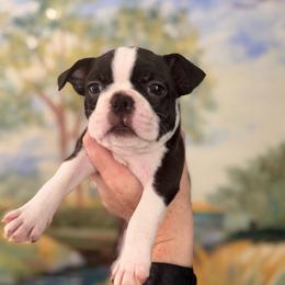 Clara - Black brindle and white female Boston Terrier puppy in Rock Hill, South Carolina from Brave Little Bostons in South Carolina