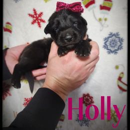 Holly - Black female German Shepherd puppy in Fort Jennings, Ohio from Von Holtzapple German shepherds