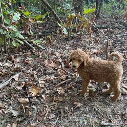 Nutmeg - Poodle puppy from Ransone’s Ridge Runners Poodles and Doodles