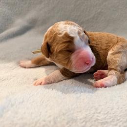 Light Blue Puppy - male Golden Mountain Doodle puppy in Fulshear, Texas from Summer Conner