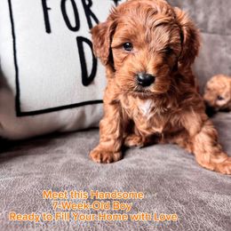 Goldendoodle Puppies from With Love Golden Doodles