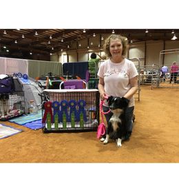 Miniature Australian Shepherd All Grown Up from J and B Mini Aussies