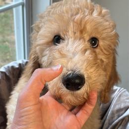 Charlene - Cream female Goldendoodle puppy in Clarksville, Tennessee from Golden Pine Designer Doodles
