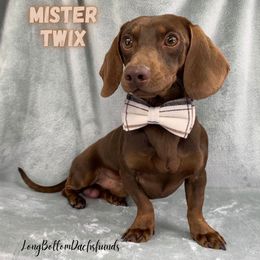 Mister Twix - Dachshund