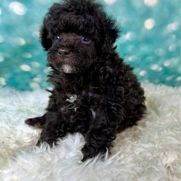 Mufasa - Brown male Poodle puppy in Newcomerstown, Ohio from Sheri’s Lil Angel’s