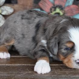 Girl 2 - Blue merle female Miniature Australian Shepherd puppy in Lawton, Oklahoma from Lindsey’s Aussies