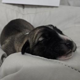 Anatolian Shepherd Dog Puppies from Florida Anatolian Shepherds