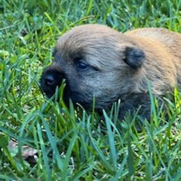 Cairn Terrier Puppies from Shining Waters Farm