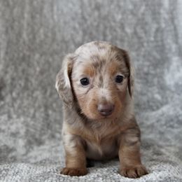 Dachshund Puppies from Tropic Dachshunds