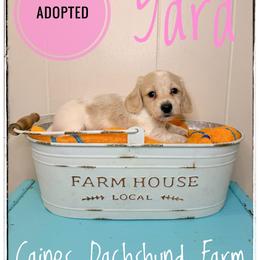 Yara - Cream female Dachshund puppy in Cincinnati, Ohio from Caines Dachshund Farm