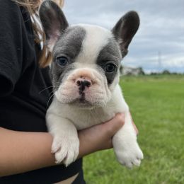 French Bulldog and Pembroke Welsh Corgi Puppies from Drea M Companion Puppies
