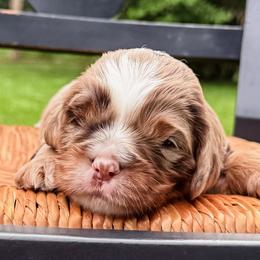 Aussiedoodles, Australian Mountain Doodles, Bernedoodles, Cavapoos, Double Doodles, and Poodles from Steindoodles