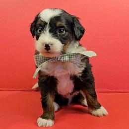 Sven - Tri-color male Bernedoodle puppy in Russell Springs, Kentucky from 270 Doodles