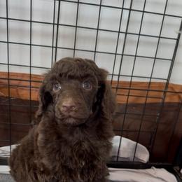 Clove Garland - Brown female Poodle puppy in Corona, California from Garden Of Poodles