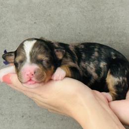 Gala- Lavender Collar Female - Blue merle female Bernedoodle puppy in Katy, Texas from Bluebonnet Bernedoodles of Southeast Texas