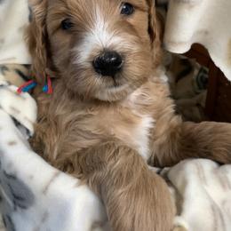 Goldendoodle Puppies from Goldendoodle Baby