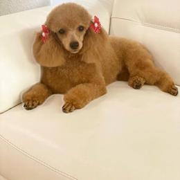 Bella - Poodle