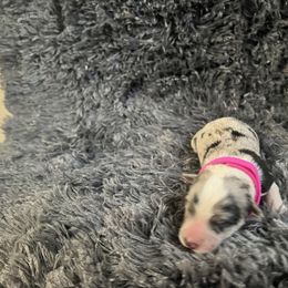 Pink Girl - Blue merle female Border Collie puppy in Miami, Florida from A&S Pet Services