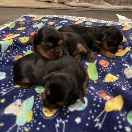 Yorkshire Terrier Puppies from Blissful_Yorkies