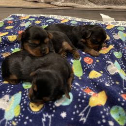 Yorkshire Terrier Puppies from Blissful_Yorkies