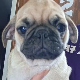 Boy 2 - Fawn male Pug puppy in Gadsden, Alabama from Carla's Pugs