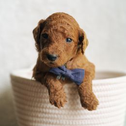 Boy 4 - Red  male Poodle puppy in Duncan, South Carolina from Abner Creek Poodles & Doodles