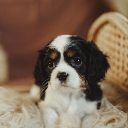 Cavalier King Charles Spaniel and Cavapoo Puppies from The Cav Family