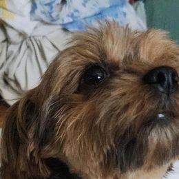 Cookie - Yorkshire Terrier