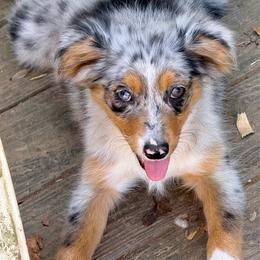Aurora - Blue merle female Miniature Australian Shepherd puppy in Patterson, North Carolina from DreamLine Aussies