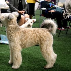 LEGO - Pumi