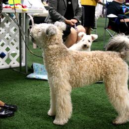 LEGO - Pumi