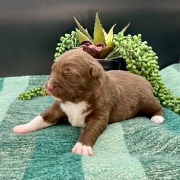 Ruby - Red & white female Australian Shepherd puppy in Thornton, Colorado from 303 Aussies