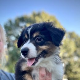 Mindy - Black tri female Miniature American Shepherd puppy in Clinton, Missouri from Mockingbirds American Minis