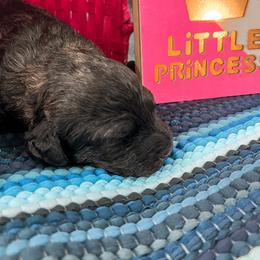 Goldendoodle Puppies from The Dood Effect