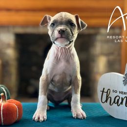 Aria - American Staffordshire Terrier puppy in Powhatan, Virginia from Ohana Amstaffs and Aussies