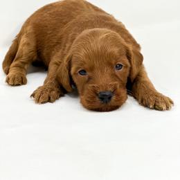 BOOM - Red  male Goldendoodle puppy in Davison, Michigan from Dreaming Doodles