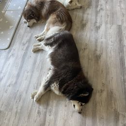 Siberian Husky All Grown Up from Freedom Huskies