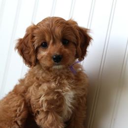 Lovie - Red female Cavapoo puppy in Springtown, Texas from North Texas Puppies