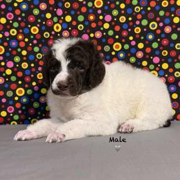 Grey - Brown male Poodle puppy in Houma, Louisiana from Smart Azz Poodles