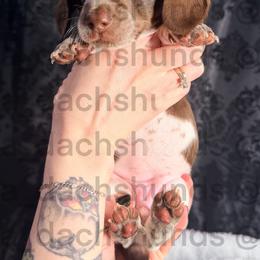 Sora - Piebald female Dachshund puppy in Tracy, California from JnA Dachshunds