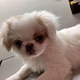 Japanese Chin Puppies from Cherishing Chins