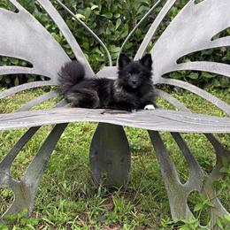 Luna 3.8 pounds 2500 - Black female Pomeranian puppy in Bonita Springs, Florida from 🤎 Dreaming Puppies 🐶
