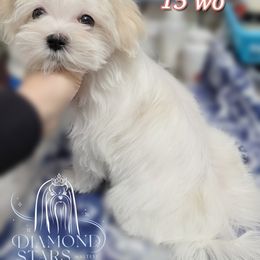 Ava - White female Maltese puppy in Brooklyn, New York from Diamond Stars Maltese