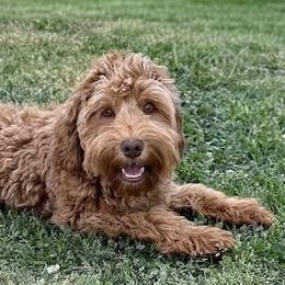 Saffron - CF0557 - Caramel red female Australian Labradoodle puppy in Easley, South Carolina from Royal Diamond Labradoodles